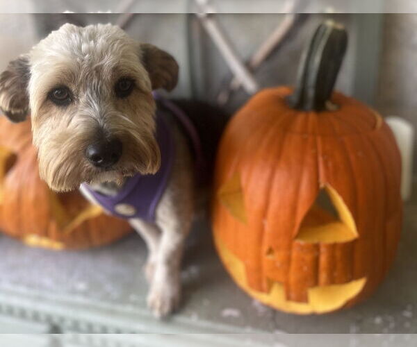 Medium Photo #4 Mutt Puppy For Sale in Allentown,, PA, USA