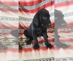 Small Photo #6 Labrador Retriever Puppy For Sale in MERIDEN, KS, USA
