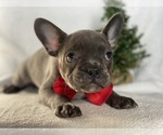 Small Photo #7 French Bulldog Puppy For Sale in CEDAR LANE, PA, USA