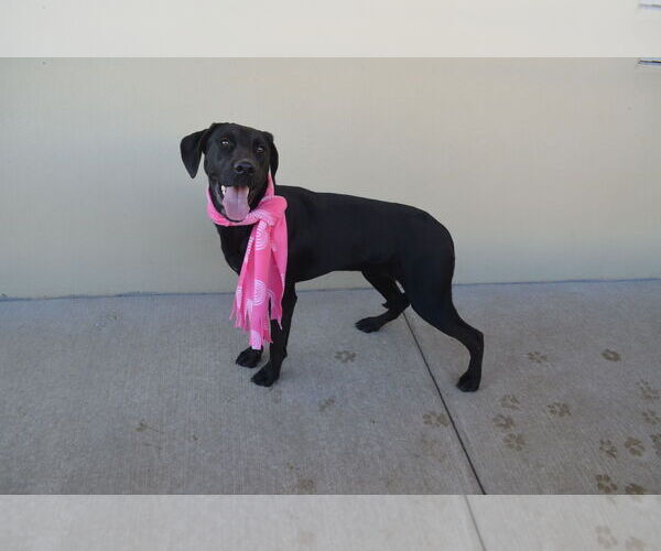 Medium Photo #1 Labrador Retriever-Unknown Mix Puppy For Sale in McKinney, TX, USA