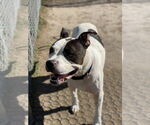 Small #2 American Pit Bull Terrier