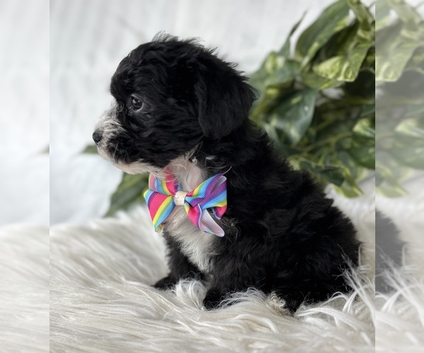 Medium Photo #12 Morkie Puppy For Sale in ROCK STREAM, NY, USA