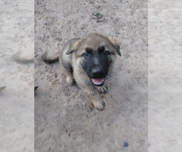 Medium Photo #5 German Shepherd Dog Puppy For Sale in QUINLAN, TX, USA