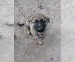 Small Photo #5 German Shepherd Dog Puppy For Sale in QUINLAN, TX, USA