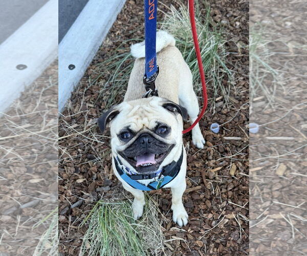 Medium Photo #3 Pug Puppy For Sale in Lake Elsinore, CA, USA