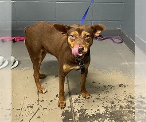 Australian Kelpie-Unknown Mix Dogs for adoption in Tallahassee, FL, USA