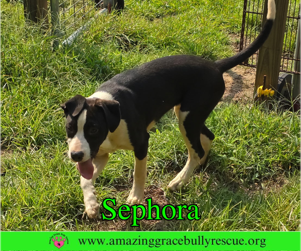 Medium Photo #2 Labrador Retriever-Unknown Mix Puppy For Sale in Milton, FL, USA