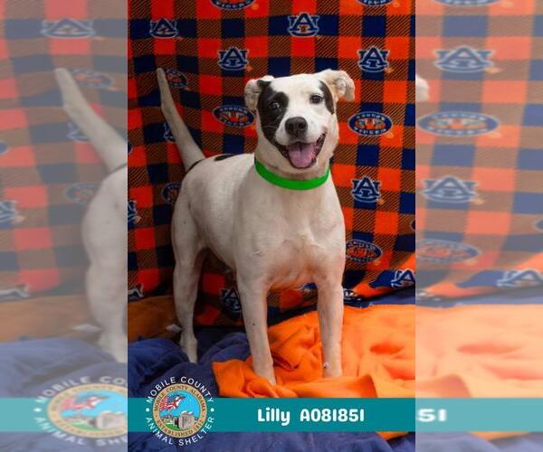 Medium Photo #1 Labrador Retriever-Unknown Mix Puppy For Sale in Mobile, AL, USA