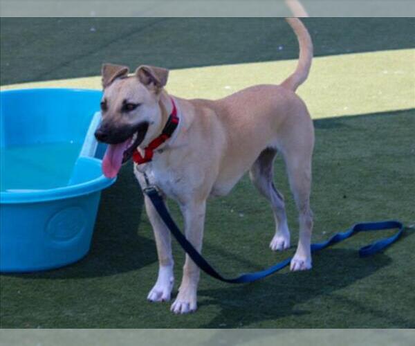Medium Photo #2 Black Mouth Cur Puppy For Sale in Martinez, CA, USA