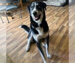 Small #1 Huskies  Mix