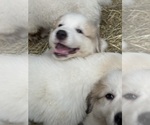 Small #3 Great Pyrenees