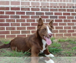 Small Photo #1 Border Collie Puppy For Sale in BROWNSVILLE, TN, USA
