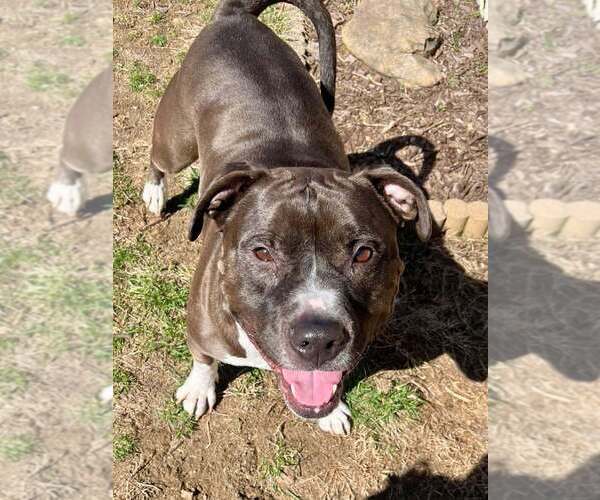 Medium Photo #12 American Pit Bull Terrier-American Staffordshire Terrier Mix Puppy For Sale in Wenonah, NJ, USA