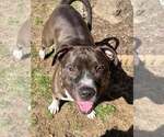 Small #11 American Pit Bull Terrier-American Staffordshire Terrier Mix