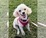 Small Photo #1 Poodle (Toy) Puppy For Sale in Royal Palm Beach, FL, USA