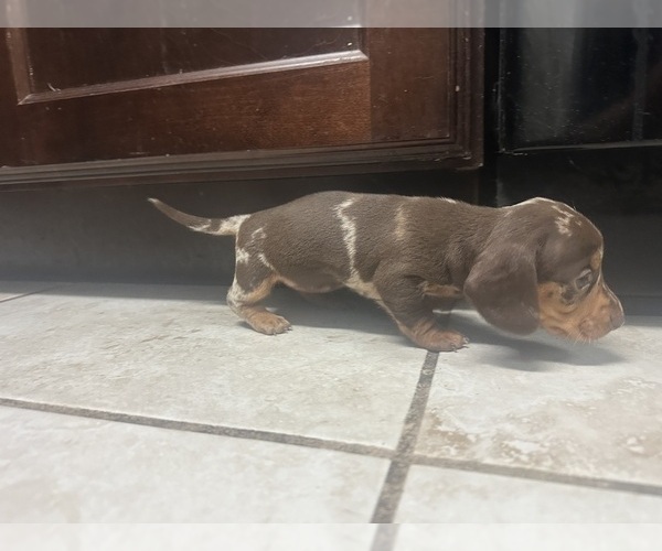 Medium Photo #1 Dachshund Puppy For Sale in OCALA, FL, USA