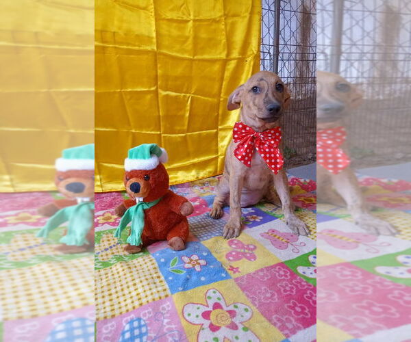 Medium Photo #2 Border Collie-Staffordshire Bull Terrier Mix Puppy For Sale in Lake Forest, CA, USA