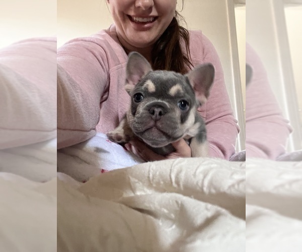 Medium Photo #2 French Bulldog Puppy For Sale in BELLE CHASSE, LA, USA