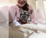 Small #1 French Bulldog