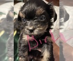 Small Photo #5 Tibetan Terrier-Yorkshire Terrier Mix Puppy For Sale in JACKSONVILLE, FL, USA