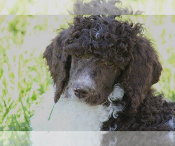 Medium Photo #8 Poodle (Standard) Puppy For Sale in LINDEN, TN, USA