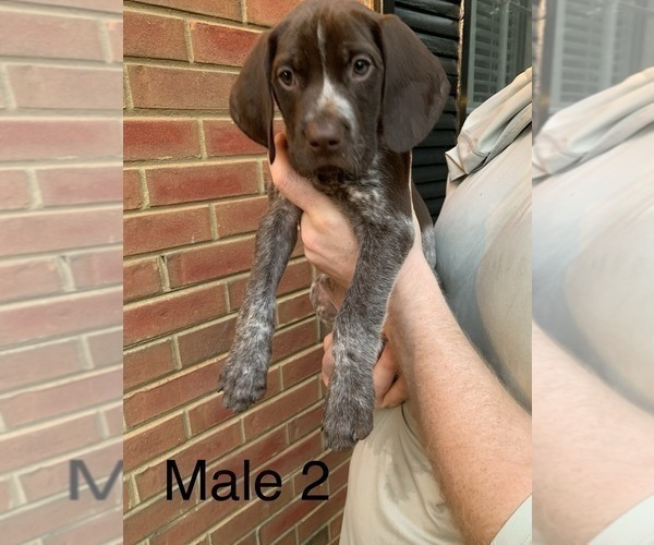 Medium Photo #3 German Shorthaired Pointer Puppy For Sale in MARIETTA, GA, USA