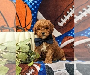 Goldendoodle (Miniature) Puppy for sale in COCHRANVILLE, PA, USA