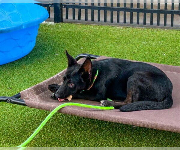 Medium Photo #3 German Shepherd Dog-Unknown Mix Puppy For Sale in Waco, TX, USA