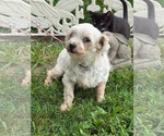 Small #1 Maltese