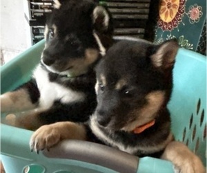 Shiba Inu Litter for sale in ELIZABETH CITY, NC, USA