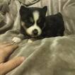 Small Photo #1 Siberian Husky Puppy For Sale in WORTHINGTON, PA, USA