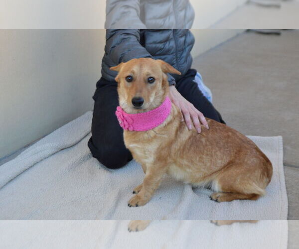 Medium Photo #1 Unknown-Welsh Corgi Mix Puppy For Sale in McKinney, TX, USA