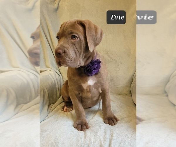 Medium Photo #1 Cane Corso Puppy For Sale in MINERAL WELLS, WV, USA