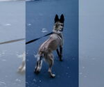 Small #3 Mutt