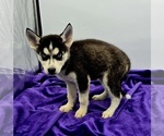 Small #2 Siberian Husky