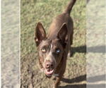 Small #1 Australian Kelpie Mix