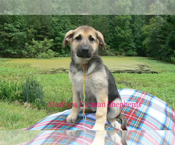 Medium Photo #5 German Shepherd Dog Puppy For Sale in PIEDMONT, MO, USA