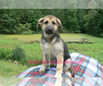 Small #4 German Shepherd Dog
