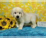 Small Photo #1 English Cream Golden Retriever Puppy For Sale in COLORADO SPRINGS, CO, USA