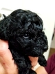 Small Photo #3 Poodle (Miniature) Puppy For Sale in SHALLOTTE, NC, USA