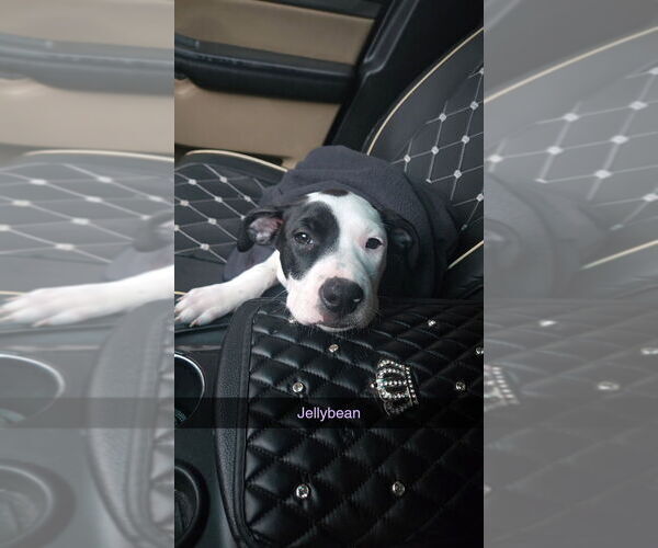 Medium Photo #12 Boxer-Unknown Mix Puppy For Sale in Mooresville, NC, USA