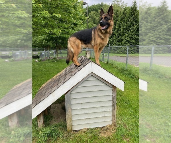 Medium Photo #17 German Shepherd Dog Puppy For Sale in LA FAYETTE, NY, USA