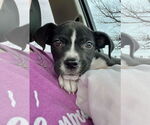 Small #10 American Staffordshire Terrier Mix