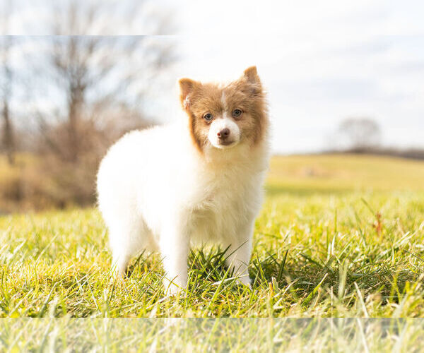 Medium Photo #4 Pomeranian Puppy For Sale in WARSAW, IN, USA