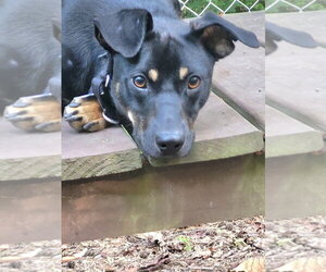 Emmett - Male Mutt Dog for Adoption - Photo #16