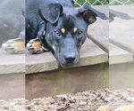 Small Photo #16 Mutt Puppy For Sale in Ellijay, GA, USA