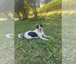 Small #6 Collie-Coonhound Mix