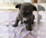 Small Photo #14 French Bulldog Puppy For Sale in PHOENIX, AZ, USA