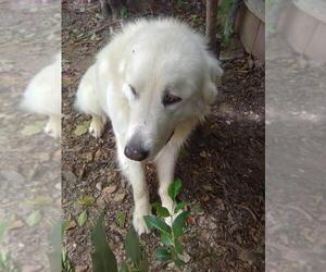 Great Pyrenees Dogs for adoption in Spring, TX, USA