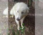 Small Great Pyrenees